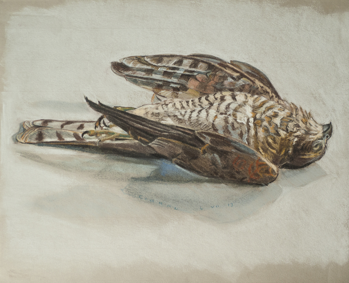 Dead sparrowhawk